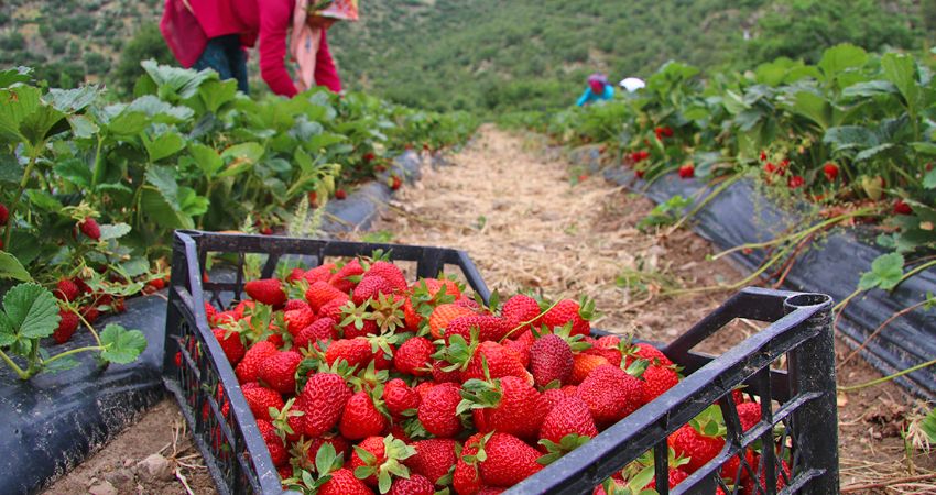 Çilek Vadisi Beykoz: Doğanın İçinde Huzur, Tarih ve Tatlı Bir Mola