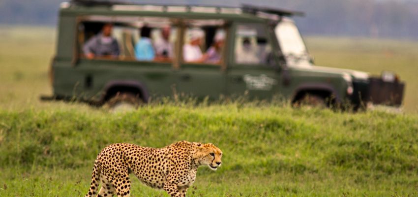 Nairobi Safari Rehberi: Kenya’da Vahşi Yaşam Deneyimi