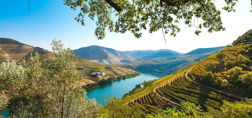 Porto Şarap Rotaları: Douro Nehri Kıyısında Lezzet Durağı