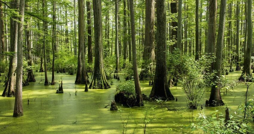 Dupnisa Mağarası İğneada Longoz Ormanları Turu / Günübirlik